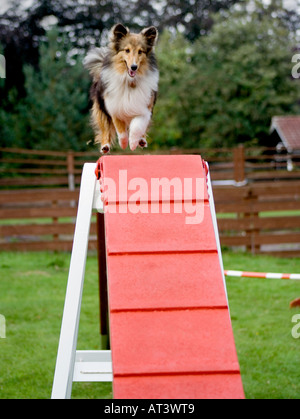 Sheepdog Shetland o Sheltie negoziando il cane a piedi di un corso di agilità Foto Stock