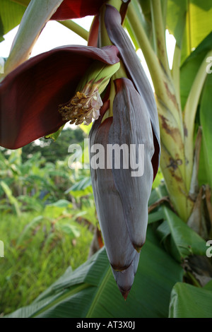 I frutti sono colombiani esportazione prodotti soprattutto le banane e le arance sono rinomati prodotti di esportazione Foto Stock