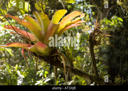 Costa Rica Cartago Lankester Botanical Gardens cloud forest Bromeliad epifite e impianto di aria crescente sul ramo di albero Foto Stock