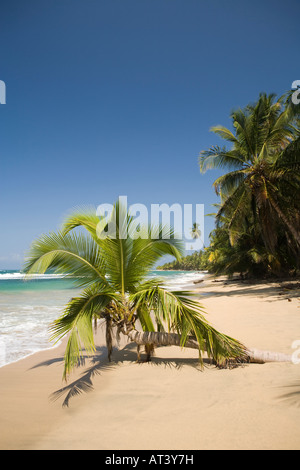 Costa Rica Costa Caraibica Punta Uva unica Palm tree sulla piccola sabbia soffice spiaggia orlata di palme Foto Stock