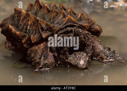 Alligatore Tartaruga Snapping Macroclemys temminick Florida USA Foto Stock