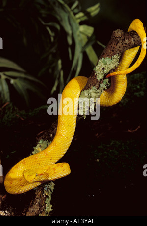 Tintura ciglia Viper Bothriechis schlegeli costa Rica America Centrale Foto Stock