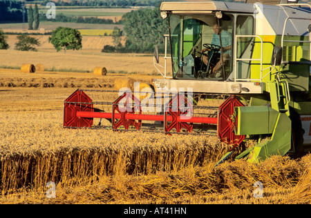 Mietitrebbia - Raccolta campo di grano Foto Stock