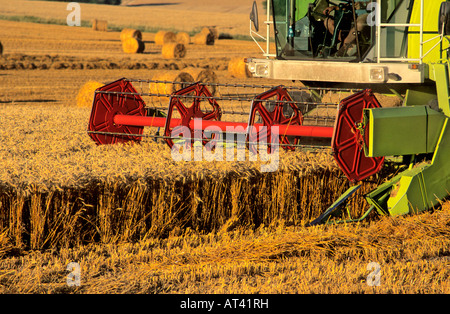 Agricoltura - Mietitrebbia essendo utilizzato per il raccolto del frumento in un campo in Francia Foto Stock