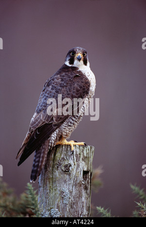 Peregrine Falco peregrinus Scozia inverno Foto Stock