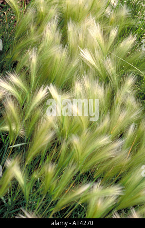 Campo di orzo, Hordeum vulgare, Poaceae Foto Stock