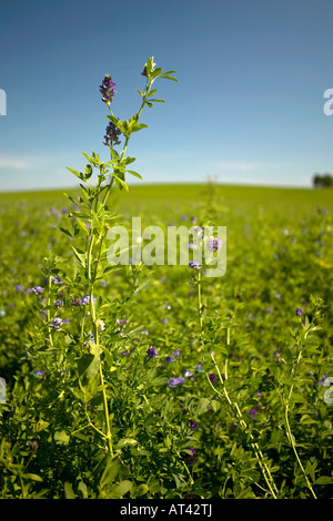 Campo di erba medica che mostra una levetta e fiore Foto Stock