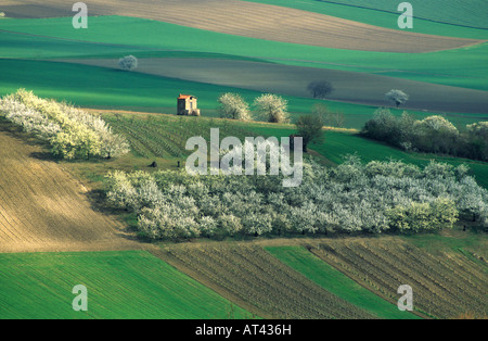 L'albero di mela in fiore a primavera. Auvergne. Francia Foto Stock