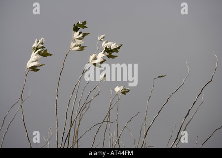 Le ultime foglie di autunno hangin on per le proprie filiali di maltempo sulla costa del Devon Foto Stock