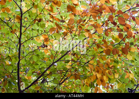 Foglie in collezione autunno, Parco Nartural els porti, Tortosa, Spagna Foto Stock