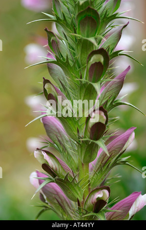 Acanto spinosus porta pantaloni Foto Stock