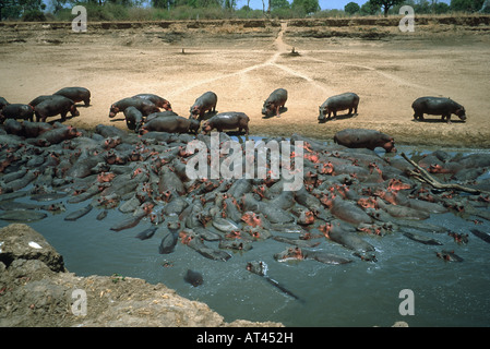 Ippopotamo Hippopotamus amphibius affollata in piscina sul fiume Luangwa Zambia alla fine della stagione secca Foto Stock