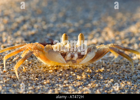 SAMOA ghost CRAB ritratto nella luce del mattino wildlife vita selvaggia terra di granchio granchi sulla spiaggia di sabbia bianca di shell Foto Stock