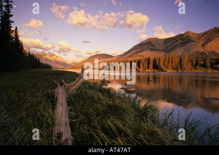 Il fiume Bow in Bow Valley Provincial Park vicino a Canmore Alberta Foto Stock