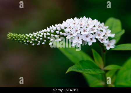 Lysimachia clethroides Loosestrife Foto Stock