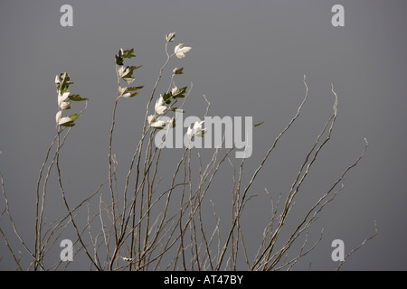 Le ultime foglie di autunno hangin on per le proprie filiali di maltempo sulla costa del Devon Foto Stock