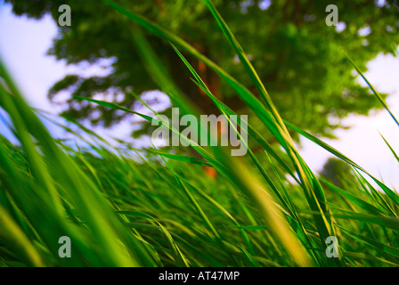 Un primo piano di pale di erba con una ben illuminata di albero di grandi dimensioni in background. Foto Stock