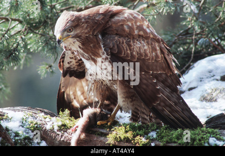 Eurasian poiana (Buteo buteo), con la preda, Svizzera, sul lago di Costanza Thalang Foto Stock