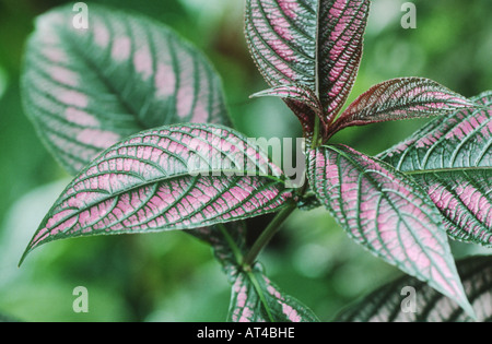 Scudo persiano (Strobilanthus dyerianus, Perilepta dyeriana), fioritura Foto Stock