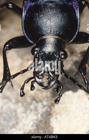Massa viola beetle (Carabus tendente al violaceo), ritratto con apparato boccale Foto Stock