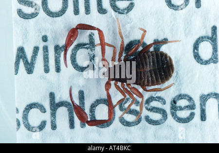 Casa pseudoscorpion (Chelifer cancroides), femmina sul libro Foto Stock