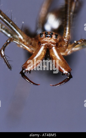 A lungo con ganasce tessitori orb (Tetragnatha montana), femmina, ritratto con apparato boccale Foto Stock