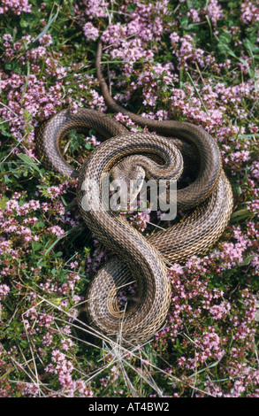 Quattro-rigato snake, giallo biacco (Elaphe quatuorlineata) Foto Stock