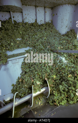 Lo Chardonnay raccolto in Los Carneros Napa California Foto Stock