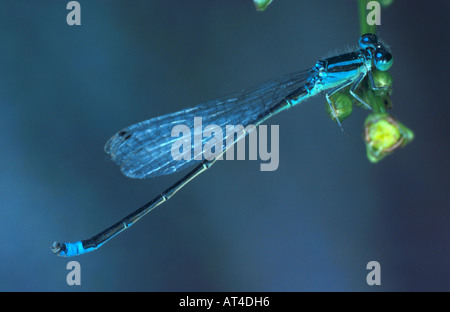 Minor ischnura, scarse blu-tailed damselfly (Ischnura pumilio), maschio Foto Stock