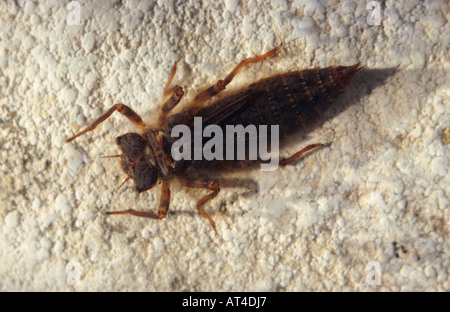 Golden-inanellati dragonfly (Cordulegaster boltoni), Ninfa di libellula Foto Stock