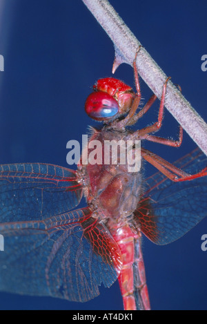 Scarlet darter (Crocothemis erythraea), maschio Foto Stock