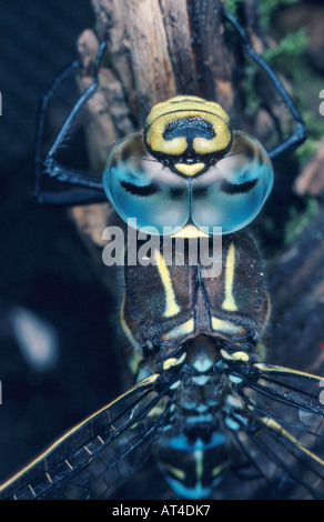 Subartiche torba-moor hawker (Aeshna subarctica) Foto Stock