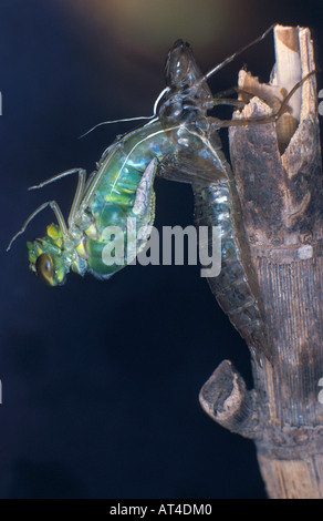 L'imperatore libellula (Anax imperator), recentemente emerse con esuvia Foto Stock