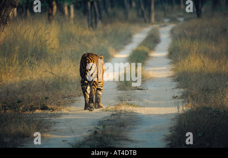 Tigre del Bengala (Panthera tigris tigris), adulto maschio, camminando lungo un percorso, India Foto Stock