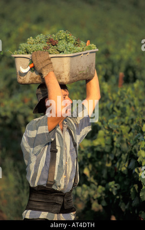 Lo Chardonnay raccolto in Los Carneros Napa California Foto Stock