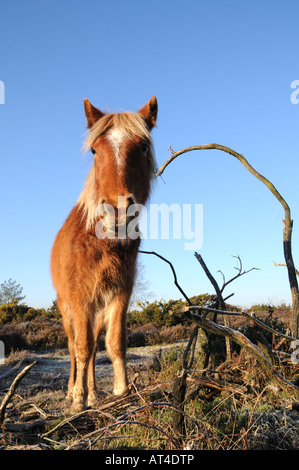 New Forest pony sul frosty brughiera, New Forest National Park, Hampshire Foto Stock