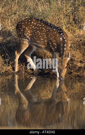 Avvistato cervi asse, cervi, chital (asse asse, Cervus asse), bere femmina, India Foto Stock