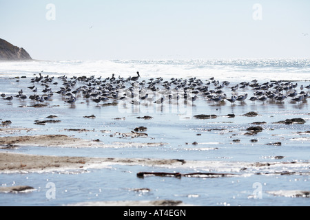 Gabbiani sulla spiaggia spiaggia Waddell e Creek, Santa Cruz County, California, Stati Uniti d'America Foto Stock