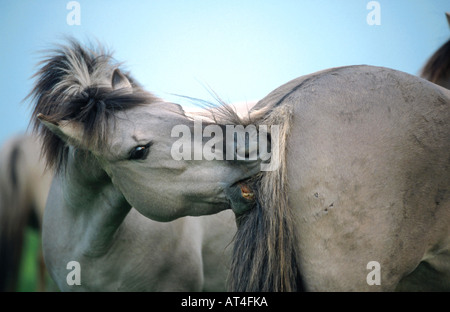 Cavalli Konik (Equus przewalskii f. caballus), toelettatura, Paesi Bassi Foto Stock