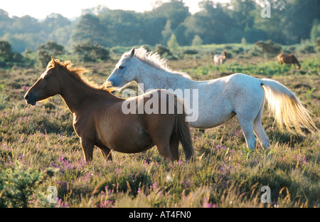 New Forest pony (Equus przewalskii f. caballus), in calore, Grossbritannien Foto Stock