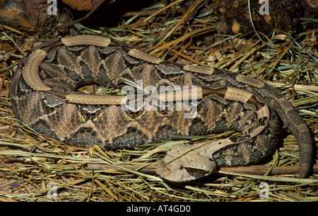 West African Gaboon Viper Snake Bitis gabonica rhinoceros Foto Stock