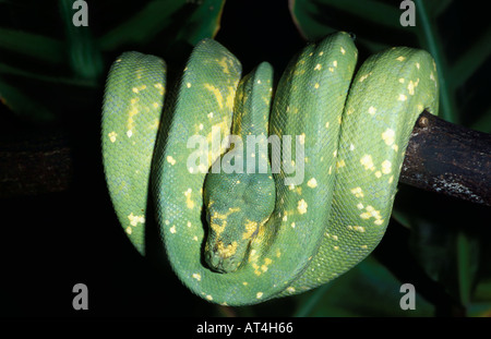 Green Tree Python Snake Chondropython viridis Nuova Guinea e Australia settentrionale Foto Stock