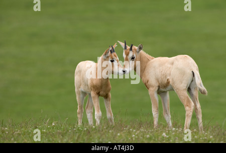 Scimitar-Horned Oryx Oryx dammah Foto Stock