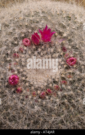 Vecchia donna cactus, una pianta endemica del Messico centrale utilizza white hiarlike filamenti per auto ombra dalla dura della luce del sole Foto Stock