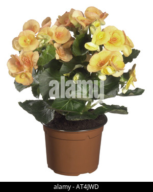 Begonia (Begonia elatior-Hybriden), pianta in vaso Foto Stock