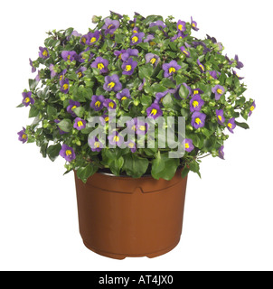 Il persiano violetta, tedesco viola, Tiddly ragazzi (Exacum affine di), pianta in vaso Foto Stock