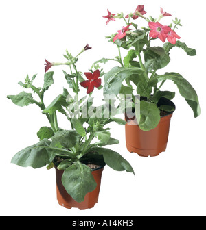 La fioritura del tabacco (Nicotiana x sanderae Piante, Nicotiana sanderae Piante), fiori invasati, cultivar diverse Foto Stock