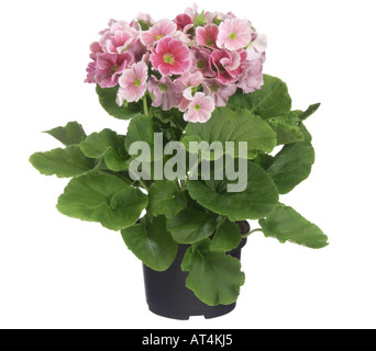 Primerose tedesco, veleno Primerose (Primula obconica), pianta in vaso Foto Stock