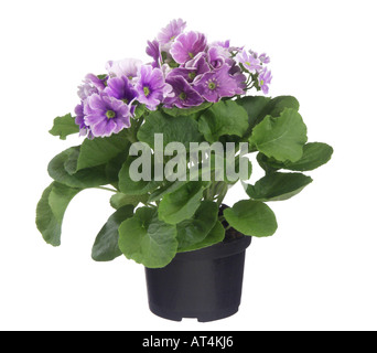 Primerose tedesco, veleno Primerose (Primula obconica), pianta in vaso Foto Stock