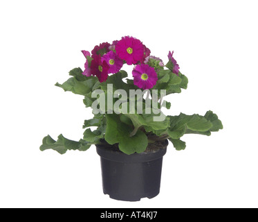 Primerose tedesco, veleno Primerose (Primula obconica), pianta in vaso Foto Stock